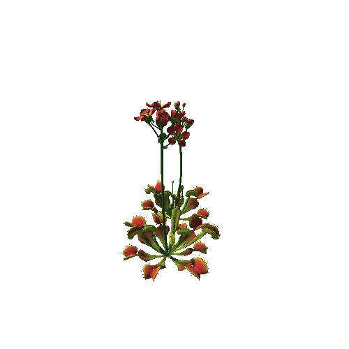 Flower_Venus flytrap4